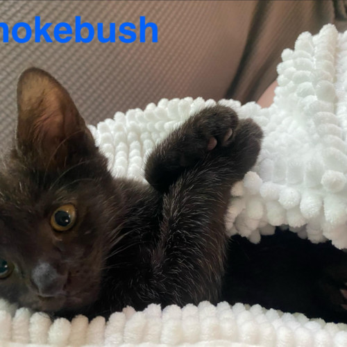 Smokebush