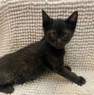 Sweetspire is part of our spring shrubs group This cutie is a typical kitten who loves to run and p