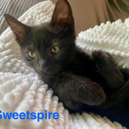 Sweetspire