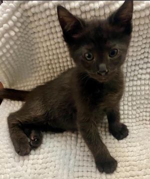 Japonica is part of our spring shrubs group This cutie is a typical kitten who loves to run and pla