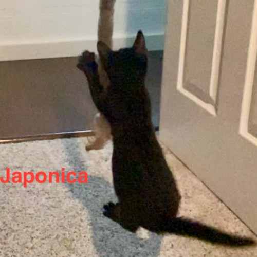 Japonica