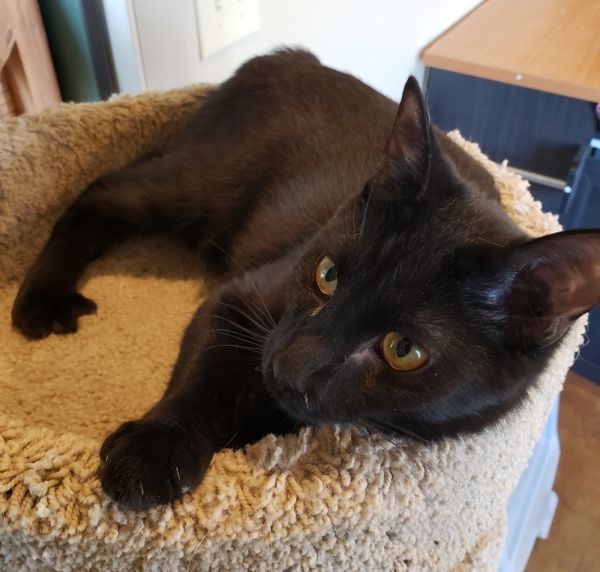 Pet Image