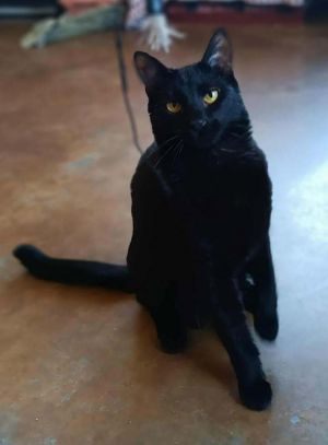 Ripley, Baby Female Domestic Short Hair