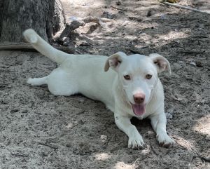 Misty Jack Russell Terrier Dog