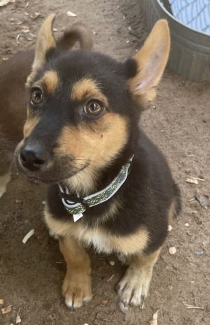 Annie German Shepherd Dog Dog