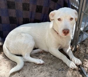 Mayo Jack Russell Terrier Dog