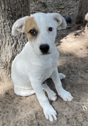 Storm Jack Russell Terrier Dog
