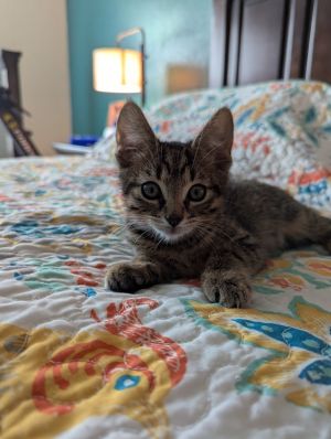 Beemo, Baby Male Tabby