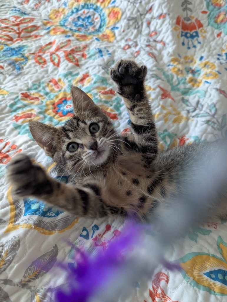 Beemo