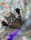 Beemo photo 3