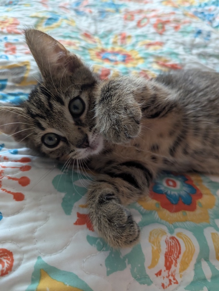 Beemo