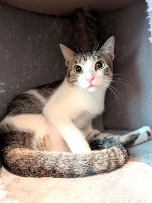 Millie, Young Female Domestic Short Hair
