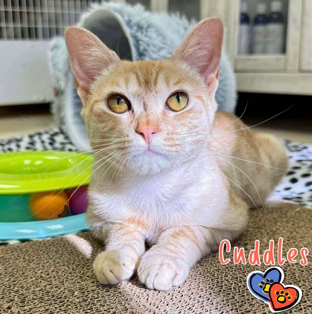 Cuddles, an adoptable Domestic Short Hair, Munchkin in Fort Lauderdale, FL, 33316 | Photo Image 1
