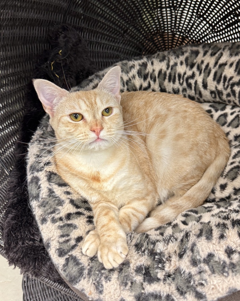 Cuddles, an adoptable Domestic Short Hair, Munchkin in Fort Lauderdale, FL, 33316 | Photo Image 1
