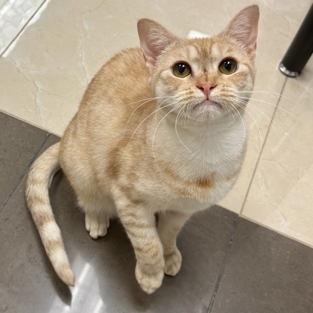 Cuddles, an adoptable Domestic Short Hair, Munchkin in Fort Lauderdale, FL, 33316 | Photo Image 1
