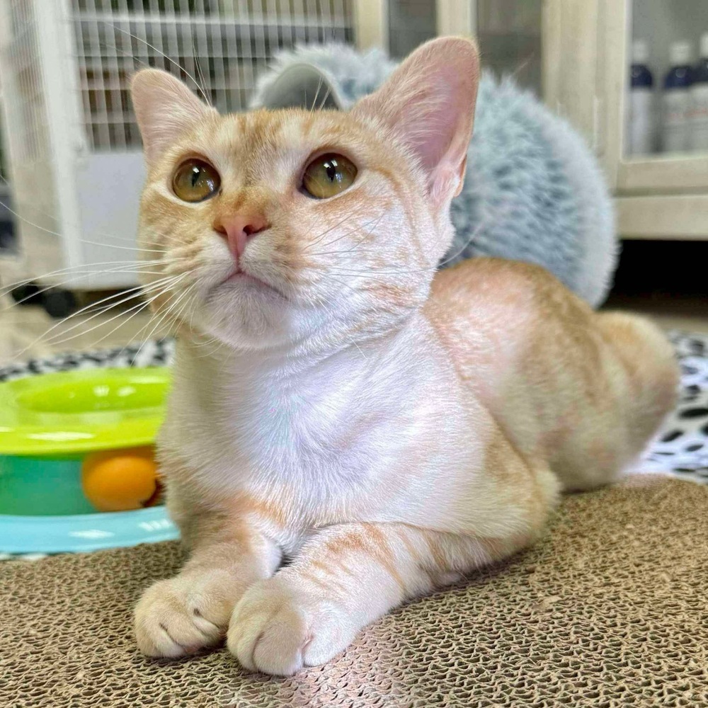 Cuddles, an adoptable Domestic Short Hair, Munchkin in Fort Lauderdale, FL, 33316 | Photo Image 2