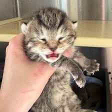 Ferris