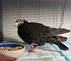 This gentle very skinny very thirsty very hungry 13 year old pigeon racing survivor was found grou