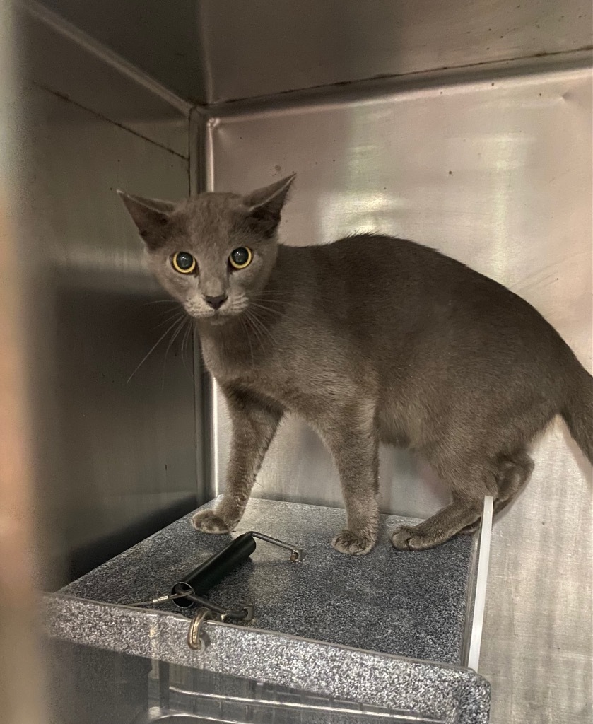 Perth, an adoptable Chartreux in Rockport, TX, 78382 | Photo Image 1