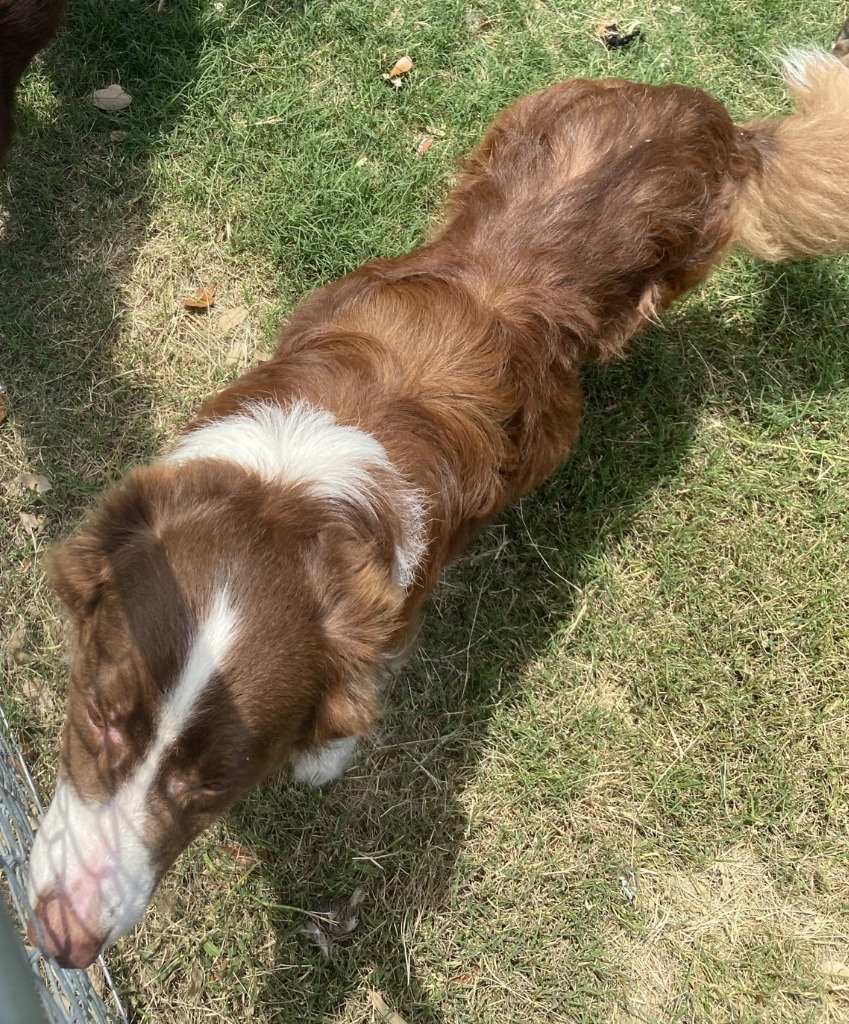 Buddy