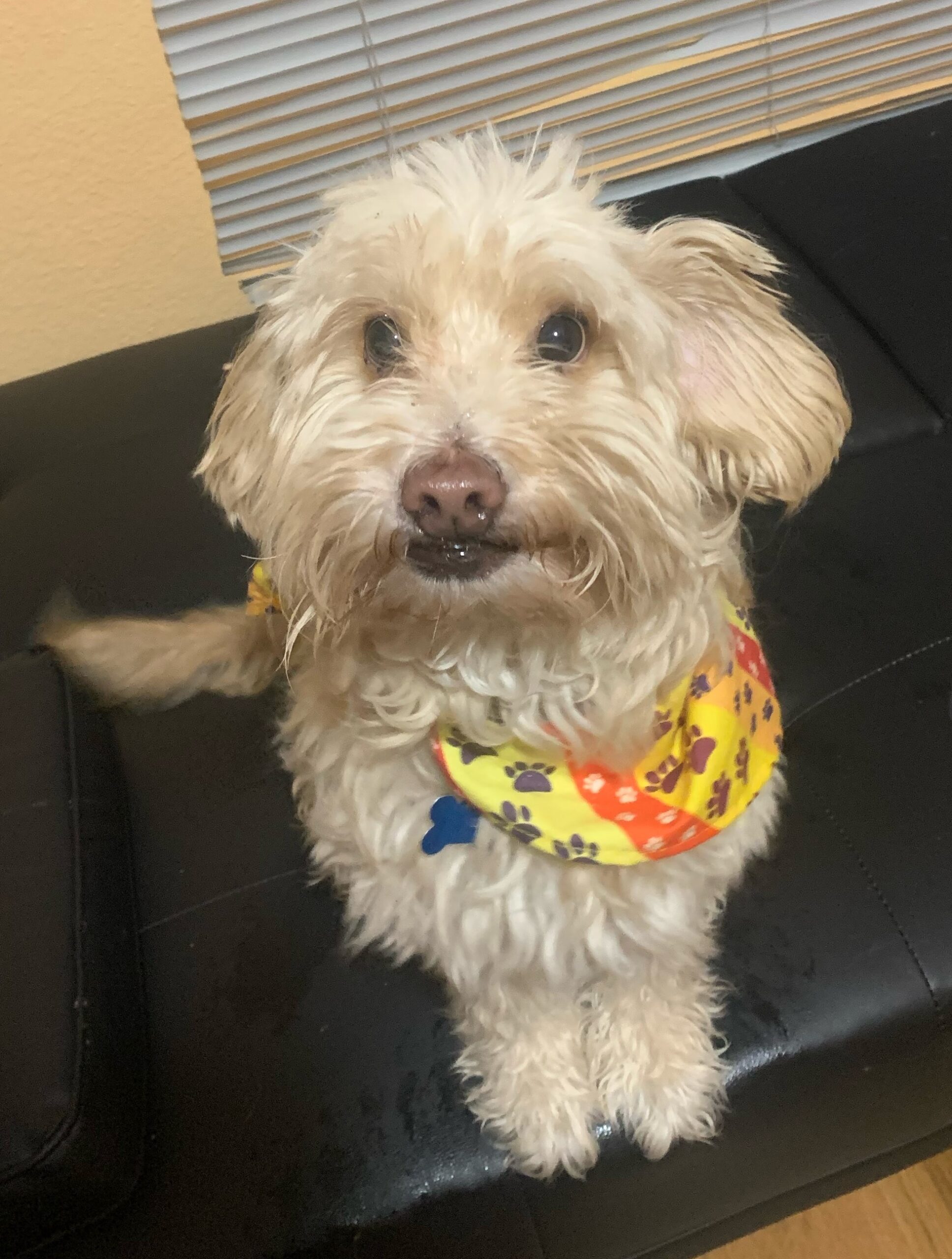 Pat H 25- 24078-2, an adoptable Maltipoo in Parker, CO, 80134 | Photo Image 1