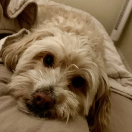 Pat H 25- 24078-2, an adoptable Maltipoo in Parker, CO, 80134 | Photo Image 2