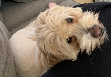 Pat H 25-24078-2, an adoptable Maltipoo in Parker, CO, 80134 | Photo Image 4