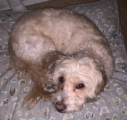 Pat H 25-24078-2, an adoptable Maltipoo in Parker, CO, 80134 | Photo Image 5