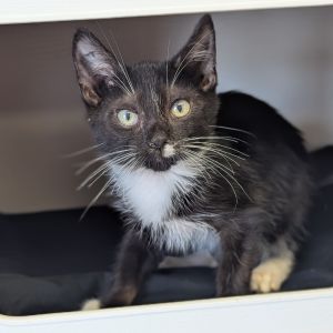 Juniper, Baby Male Domestic Medium Hair