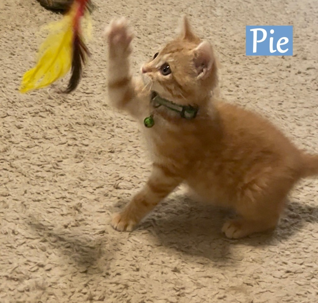 Pie