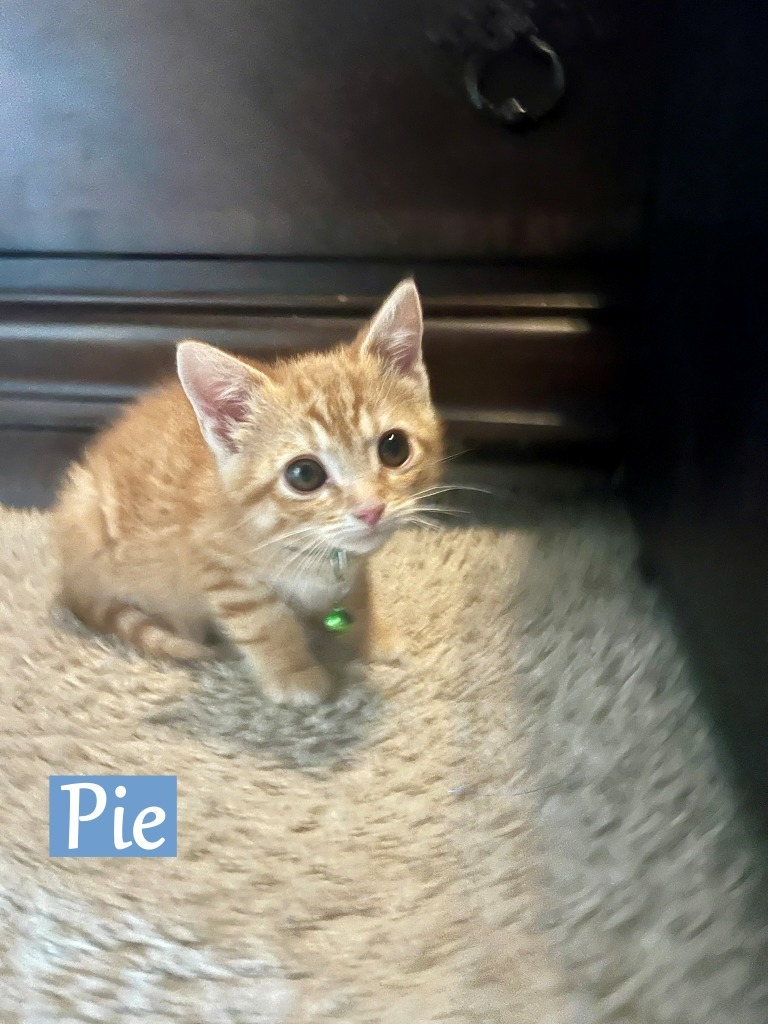 Pie