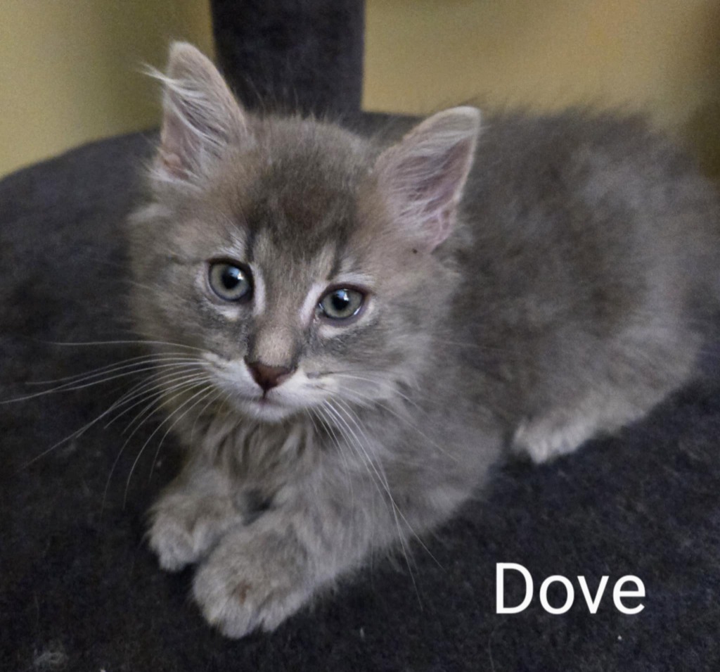 Dove