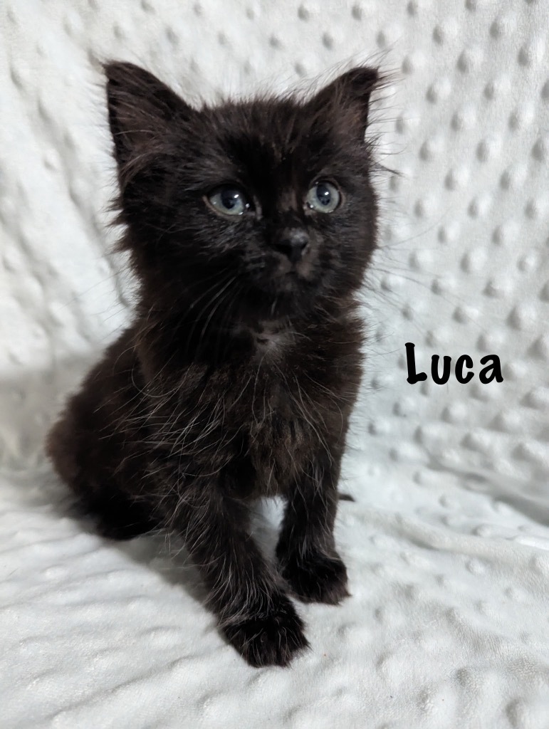 Luca