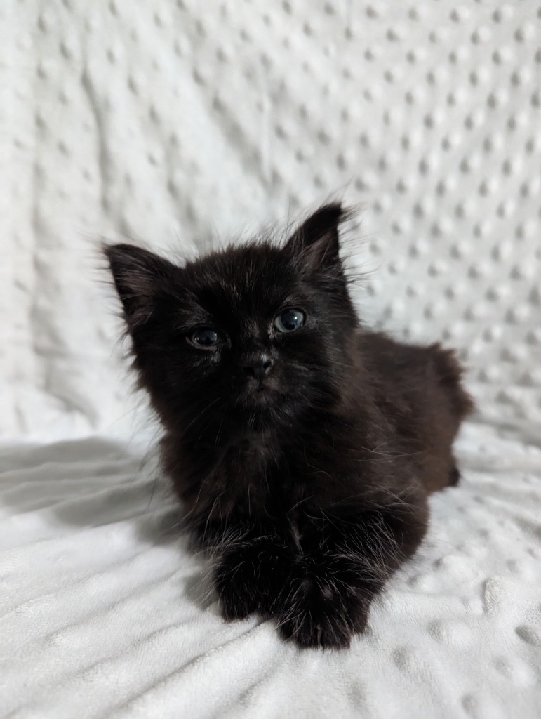 Luca
