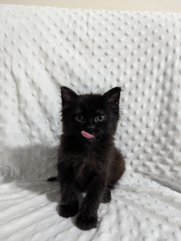 Luca