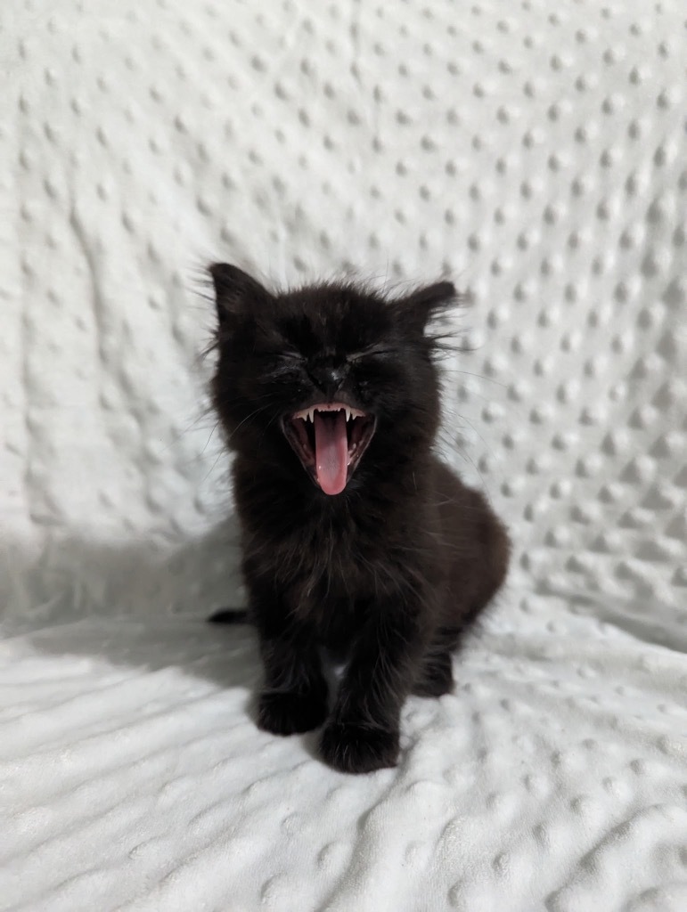 Luca