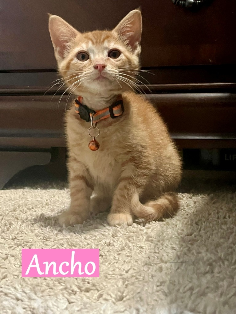 Ancho