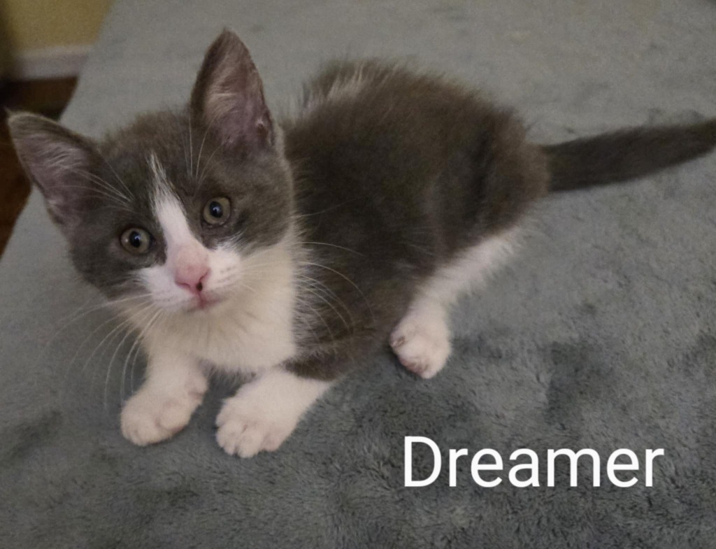 Dreamer