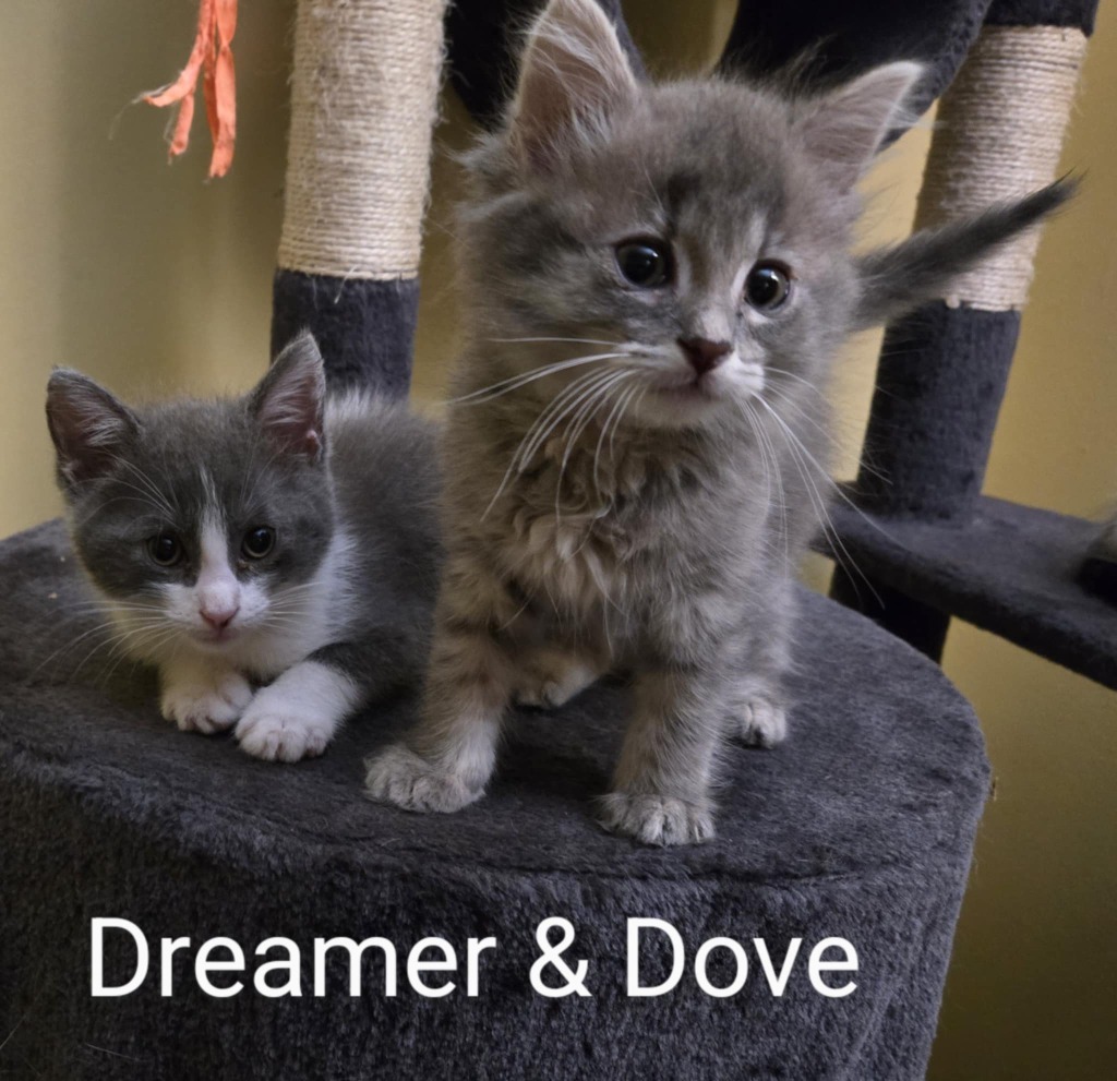 Dreamer