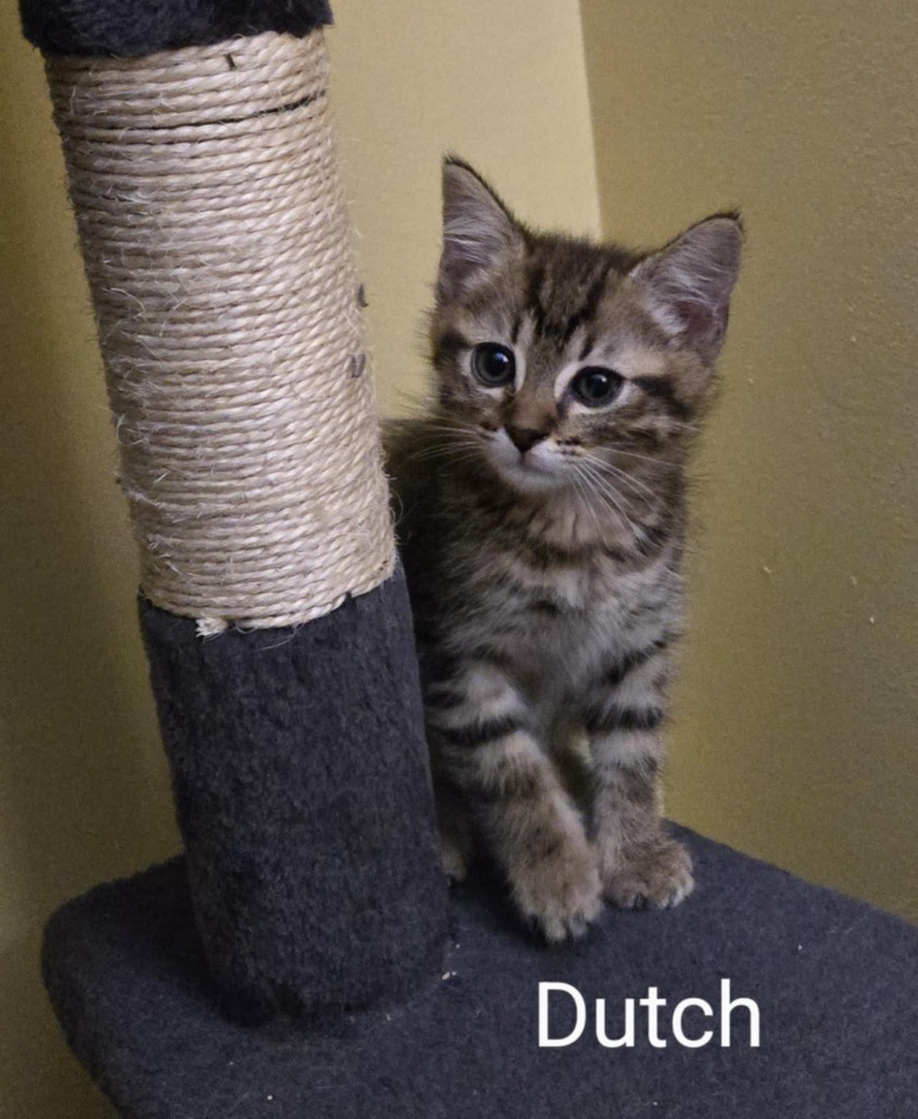 Dutch