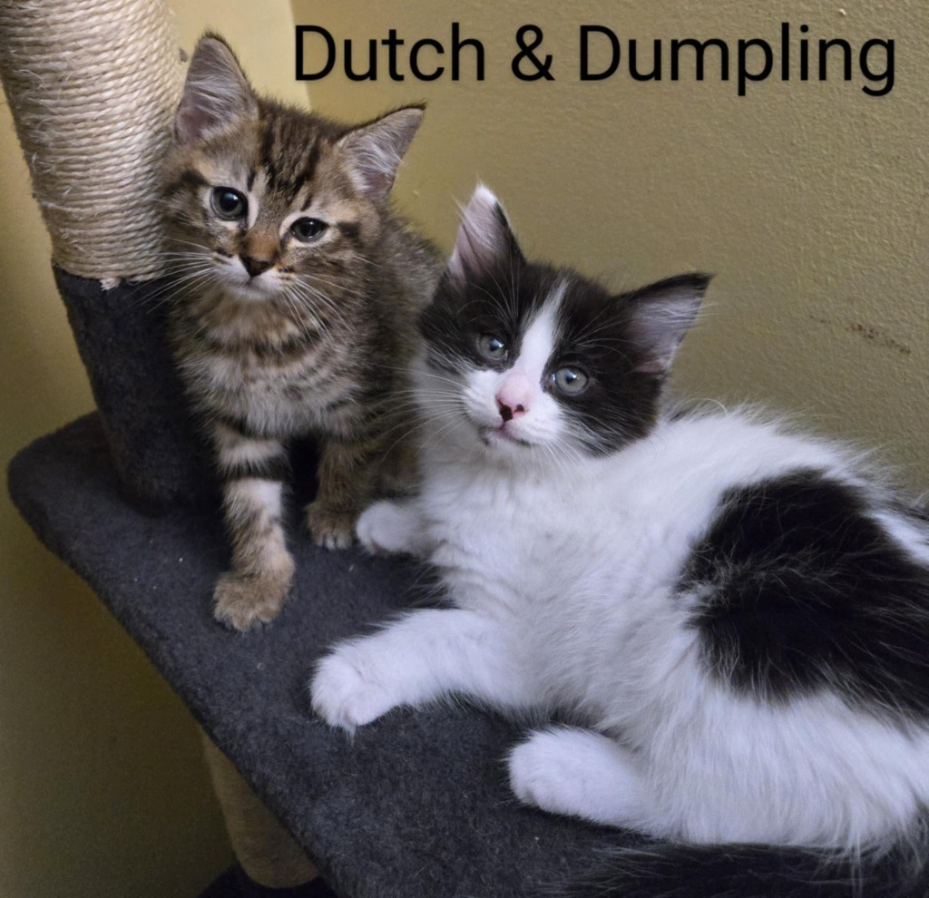 Dutch