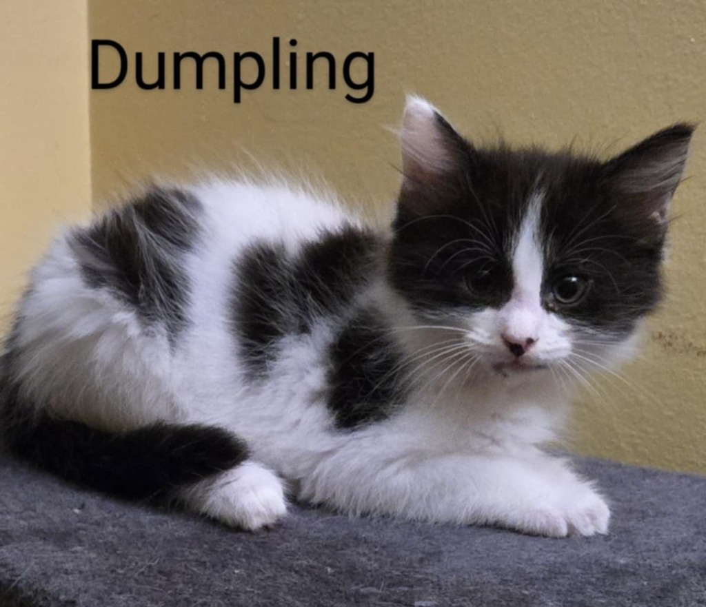 Dumpling