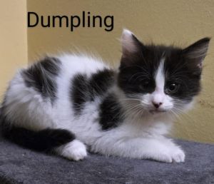 Dumpling, Baby Male Domestic Short Hair