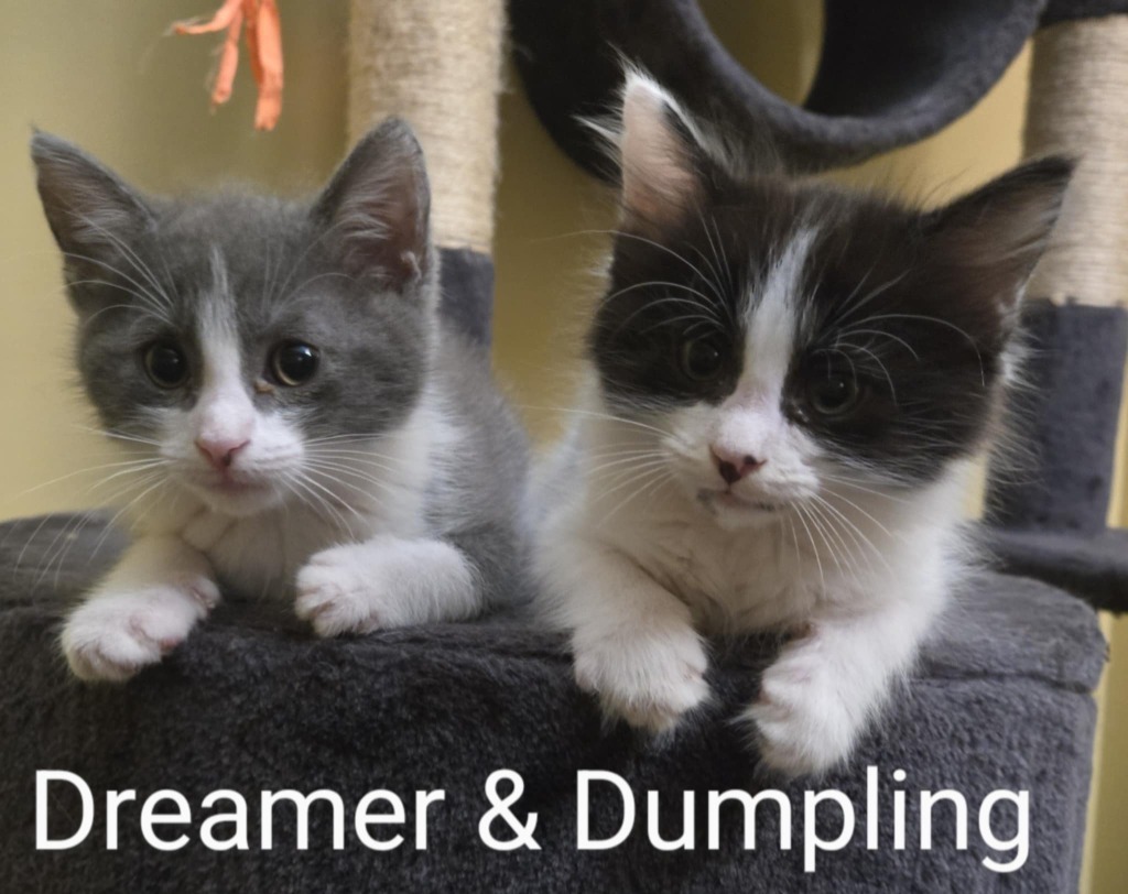 Dumpling