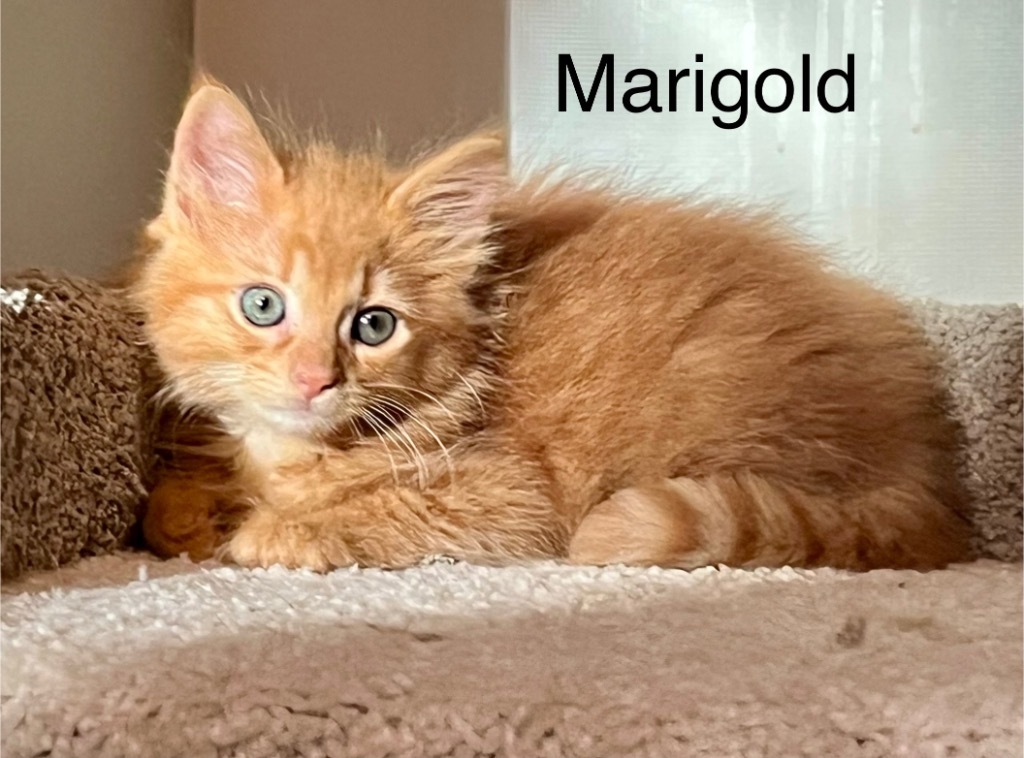 Marigold