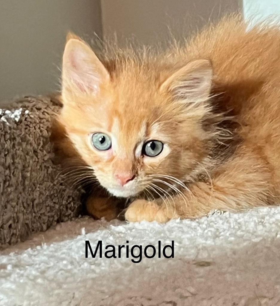 Marigold