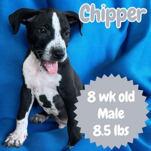 Chipper, Baby Male Pointer