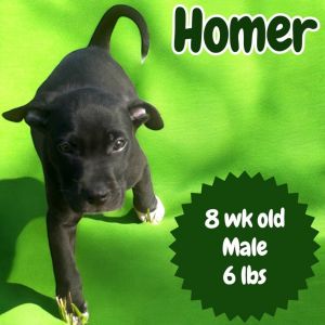 Homer, Baby Male Pointer