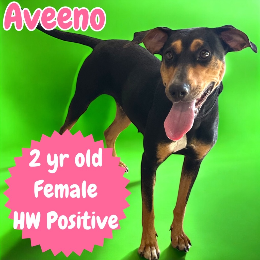 Aveeno
