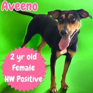 Aveeno, Adult Female Hound